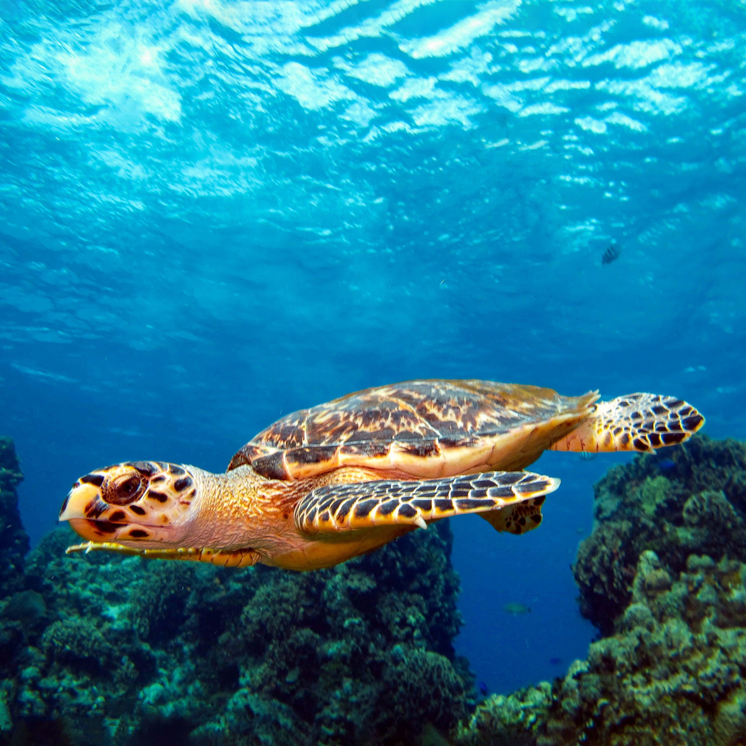 Tours de Snorkel en Cozumel: Descubre los Secretos del Mar Caribe