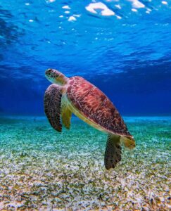 Cozumel local tips – sea turtle snorkeling in Cozumel